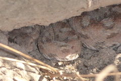 Echis coloratus