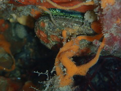 Amphilectus fucorum