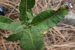 Asclepias hypoleuca