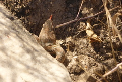 Echis coloratus