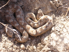 Echis coloratus