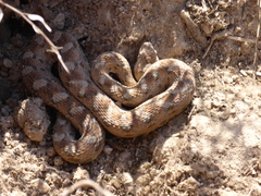 Echis coloratus