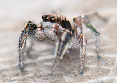 Habronattus klauseri