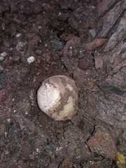 Itajahya galericulata