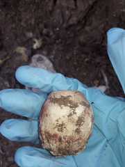 Itajahya galericulata