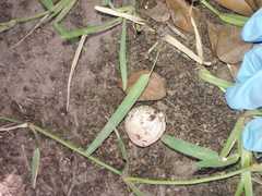 Itajahya galericulata