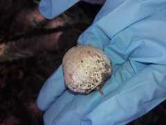 Itajahya galericulata