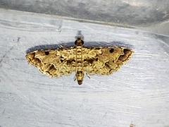 Sufetula