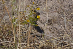 Dolichophis jugularis