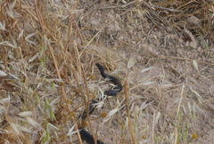 Dolichophis jugularis