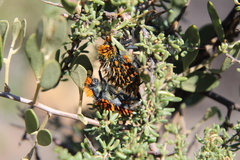Julodis