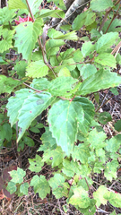 Viburnum rafinesqueanum