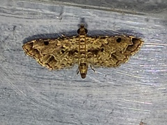 Sufetula