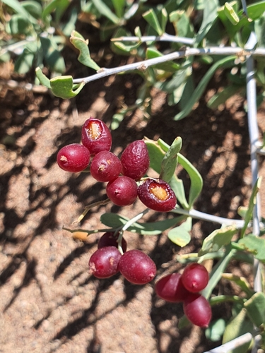 Nitraria sibirica (Nitraria sibirica)