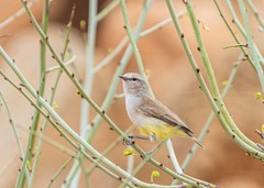 Eremomela icteropygialis