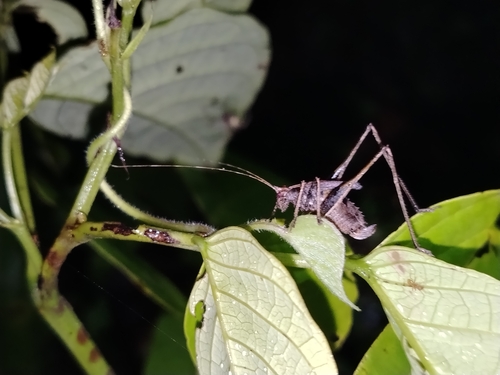 Insara acutitegmina