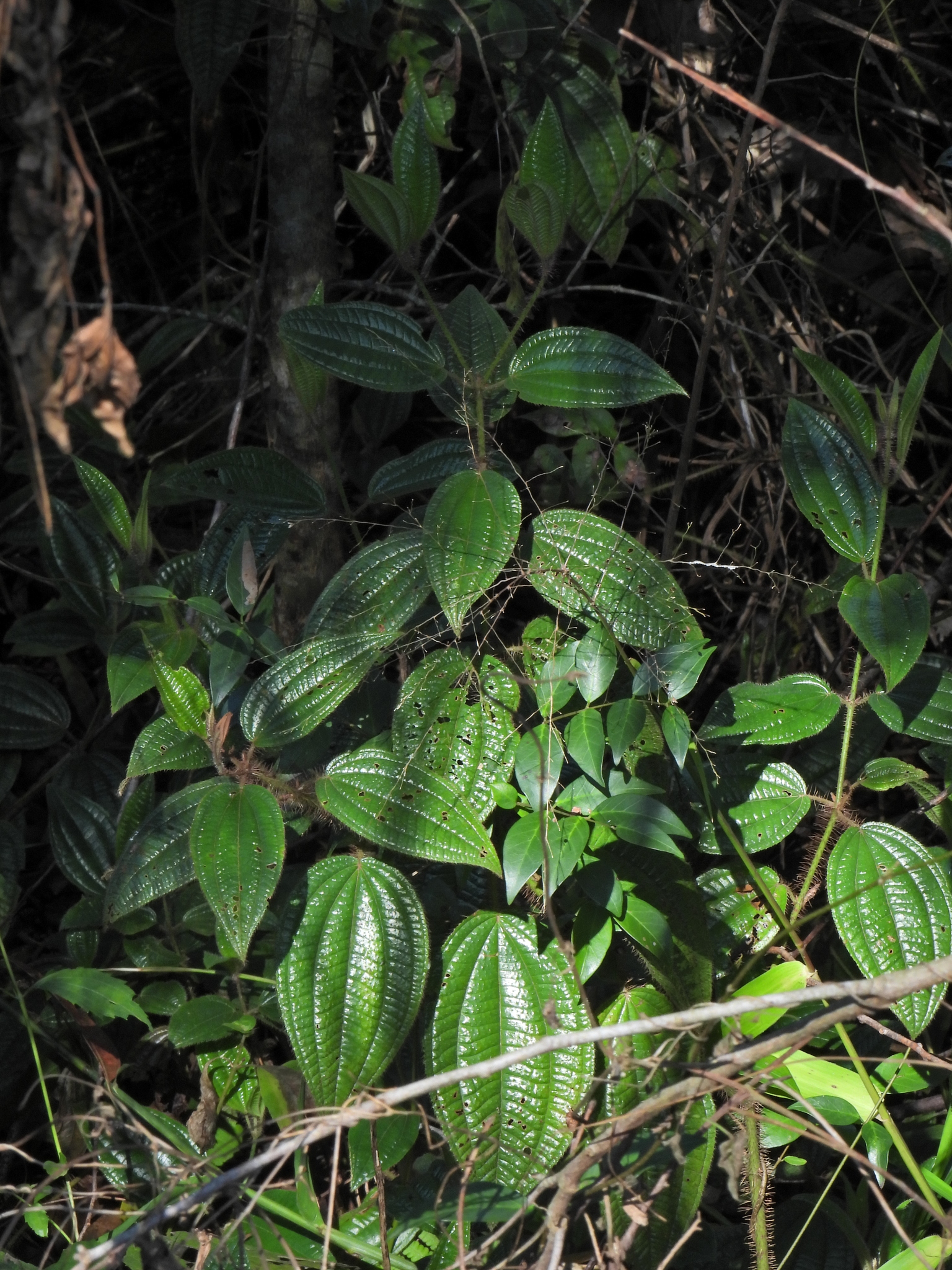 Miconia australis