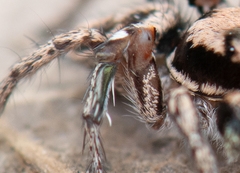 Habronattus klauseri