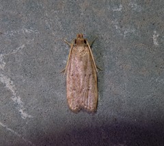 Autosticha kyotensis