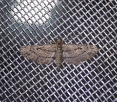 Eupithecia longidens