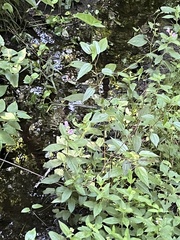 Macbridea caroliniana, photograph (c) Megan Herrmann, some rights reserved (CC BY)