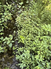 Macbridea caroliniana, photograph (c) Megan Herrmann, some rights reserved (CC BY)