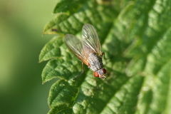 Helina impuncta