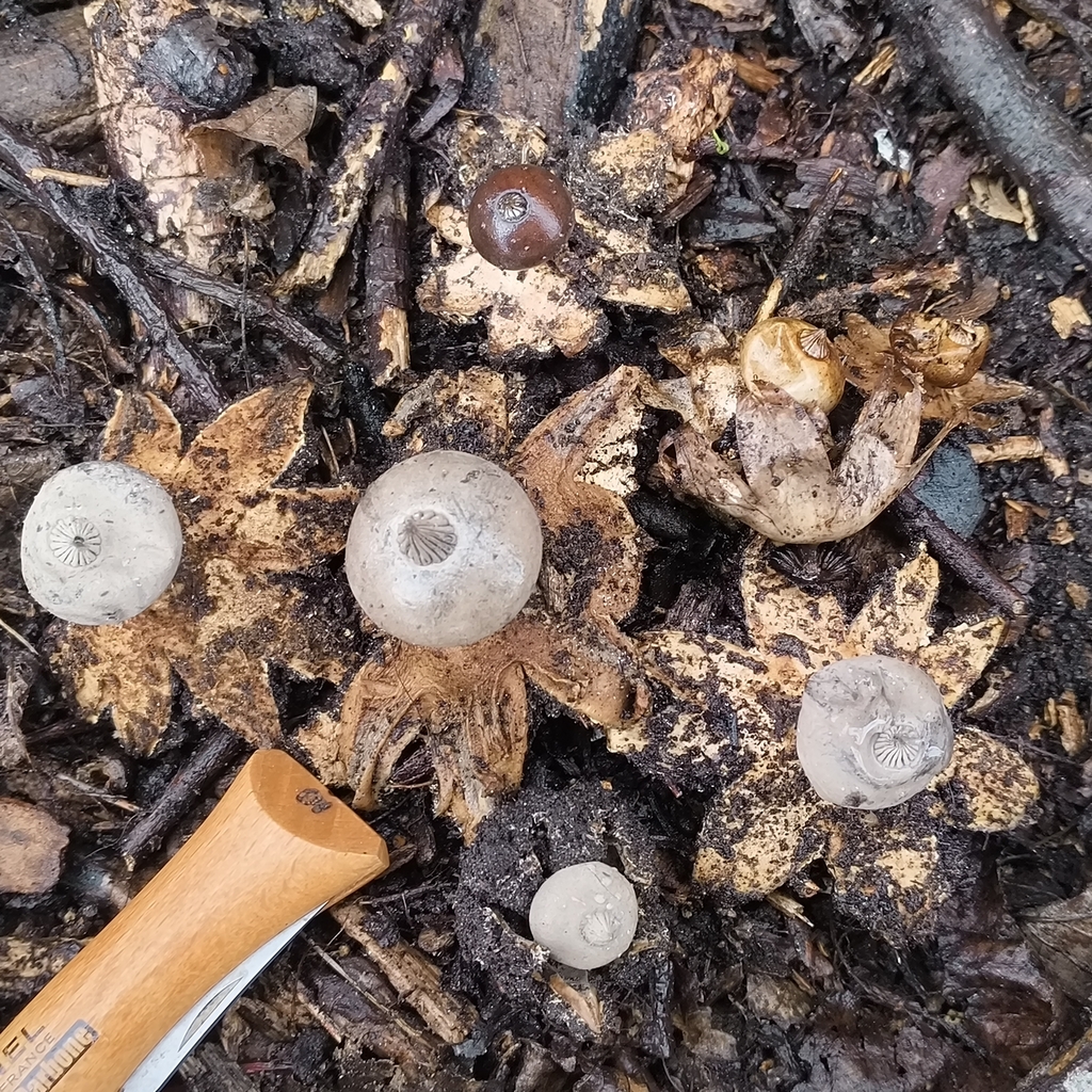 Geastrum tenuipes