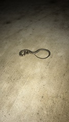 Nerodia sipedon insularum