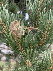 Pinus remota
