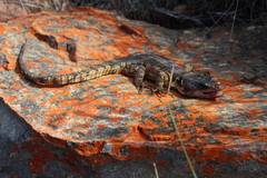 Pseudocordylus microlepidotus