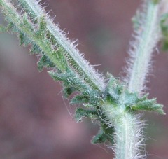 Senecio