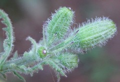 Senecio