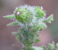 Senecio