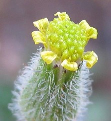 Senecio