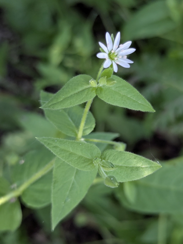 Water Chickweed