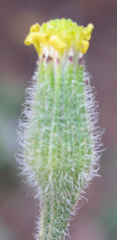 Senecio
