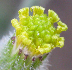 Senecio