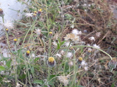Tridax procumbens