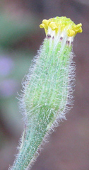 Senecio