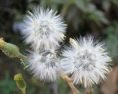 Senecio