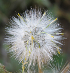Senecio