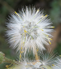 Senecio