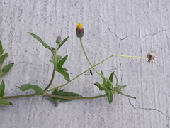 Tridax procumbens