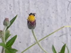 Tridax procumbens