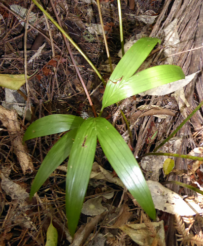 Archontophoenix cunninghamiana
