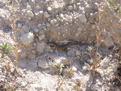 Heremites vittatus