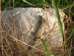 Heremites vittatus