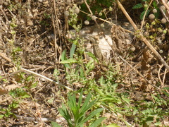 Heremites vittatus