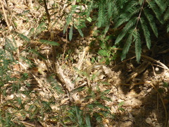 Heremites vittatus